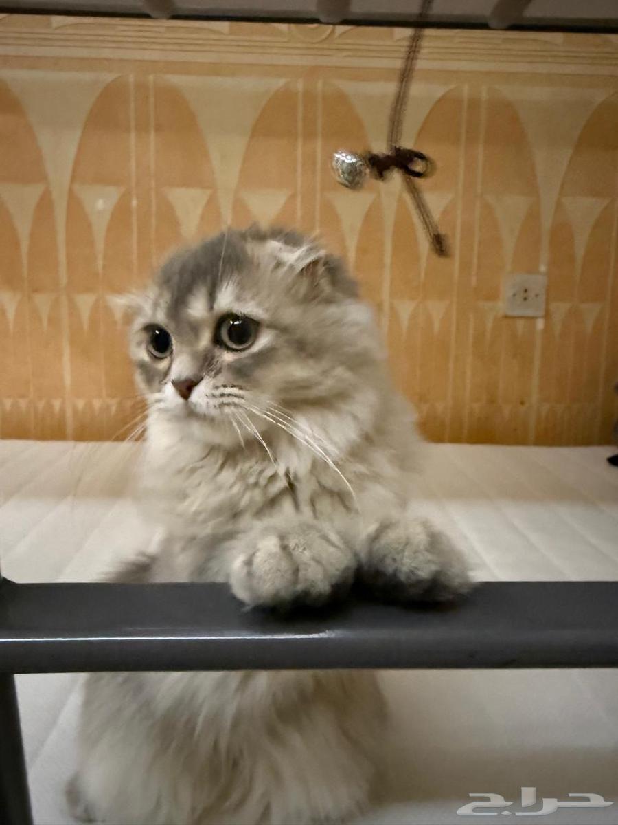 قطة سكوتش لونق هير دلوعه ومرتبة64390319451394113
