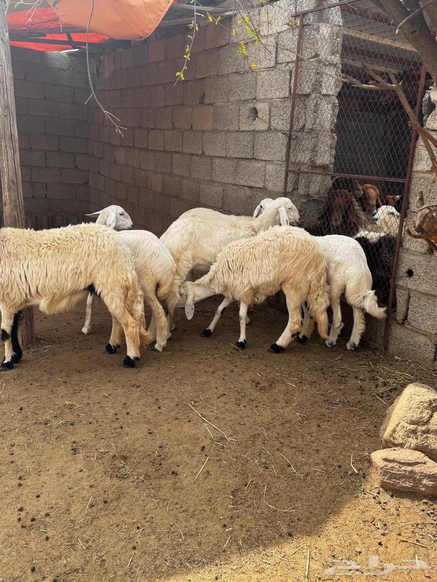 رخال دفع للبيع64385942547843112