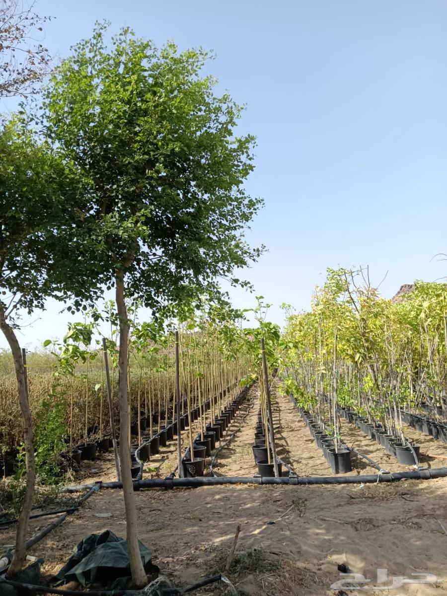 We offer you the highest quality seedlings and palm trees at competitive prices64380778780675110