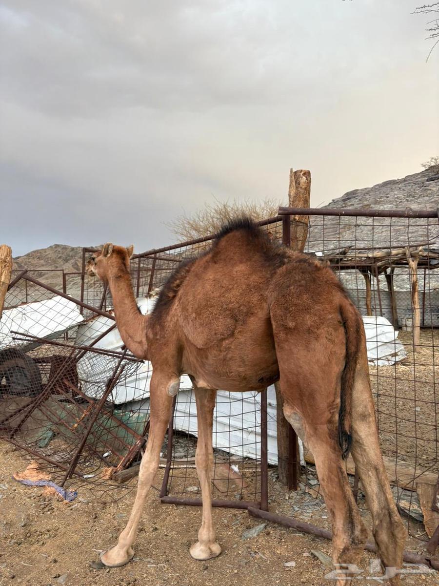 للبيع بكره مفروده64383108156033110