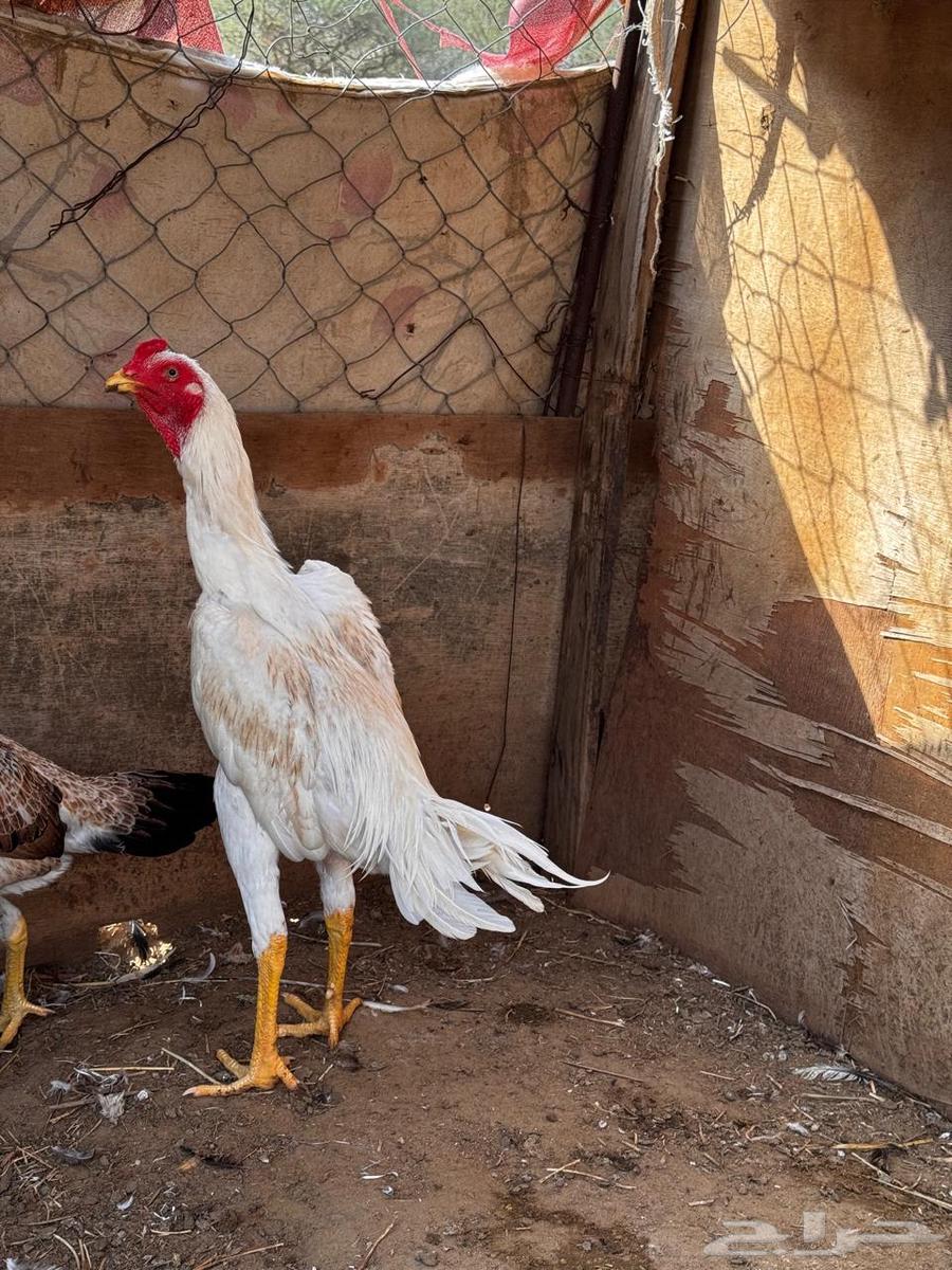 ديك شامو ياباني64381699158530110