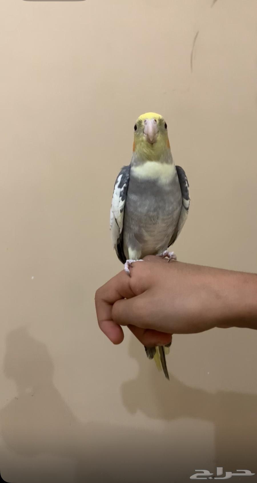 للبيع ببغاء كروان اليف64386571059074110