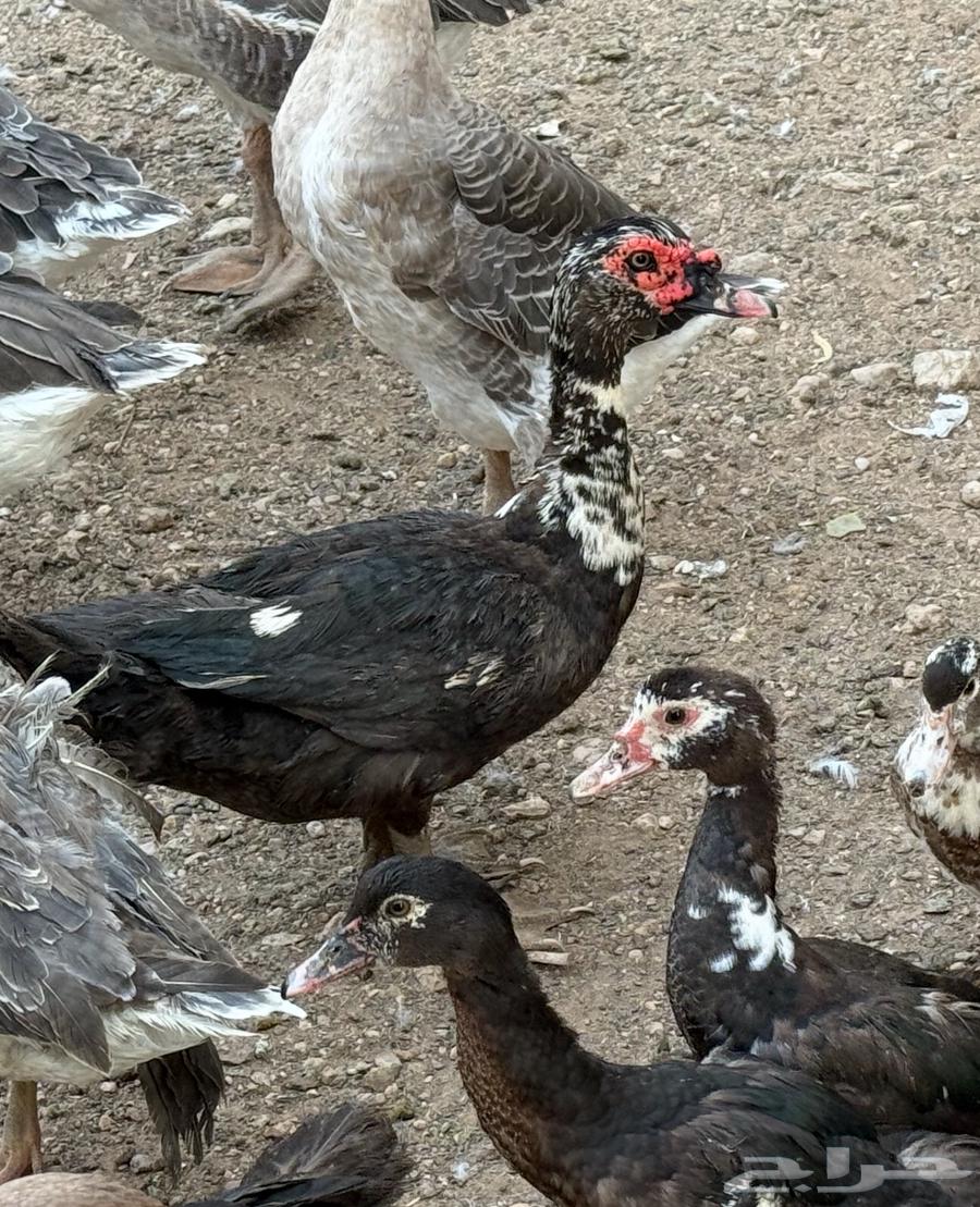 بط شهرمان صحة 100 10064389141829506113