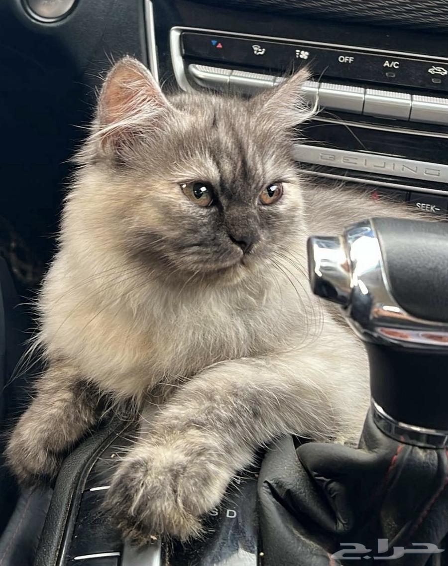 بسه للبيع64390333635715110