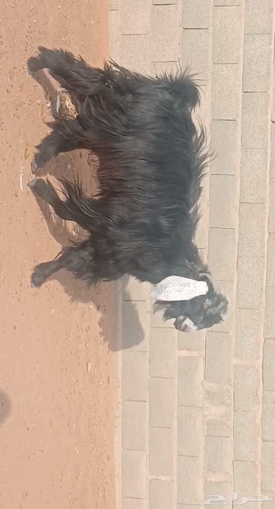 تيس عارضي للبيع في الجله64382045268867110