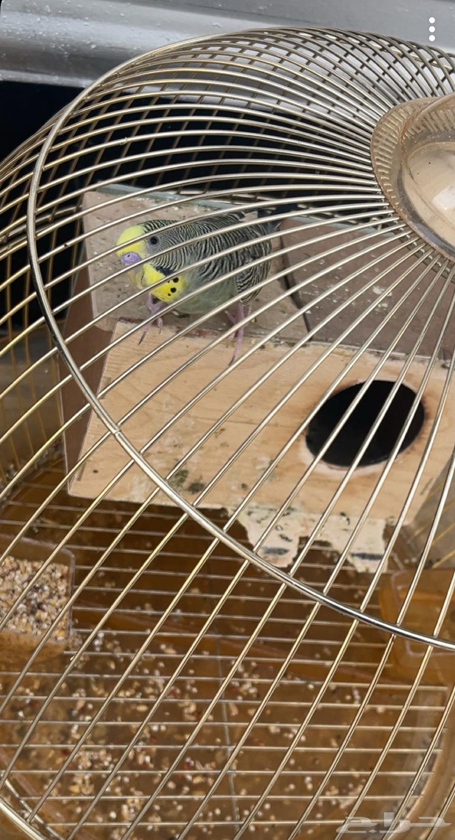 طير بغباء بادجي64388798590467110