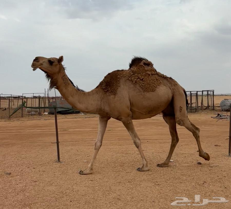 Al-Qa7a Hamra64380652838402110