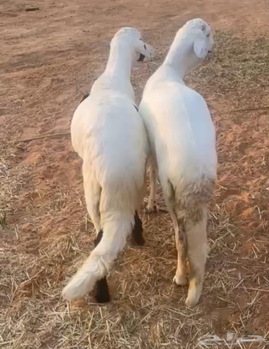 طليان سواكن64379822337409111