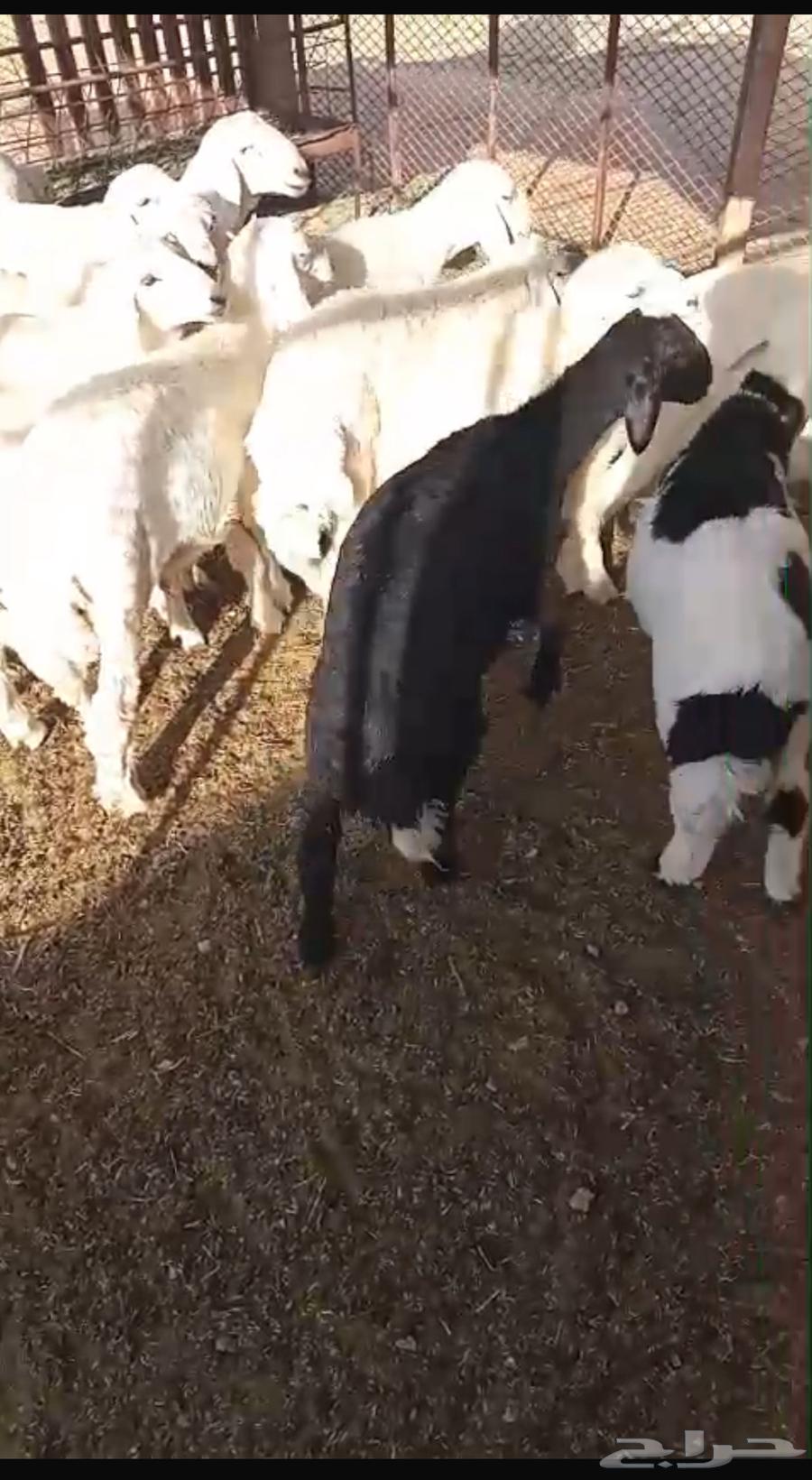 للبيع بهم حريات64389266131585111