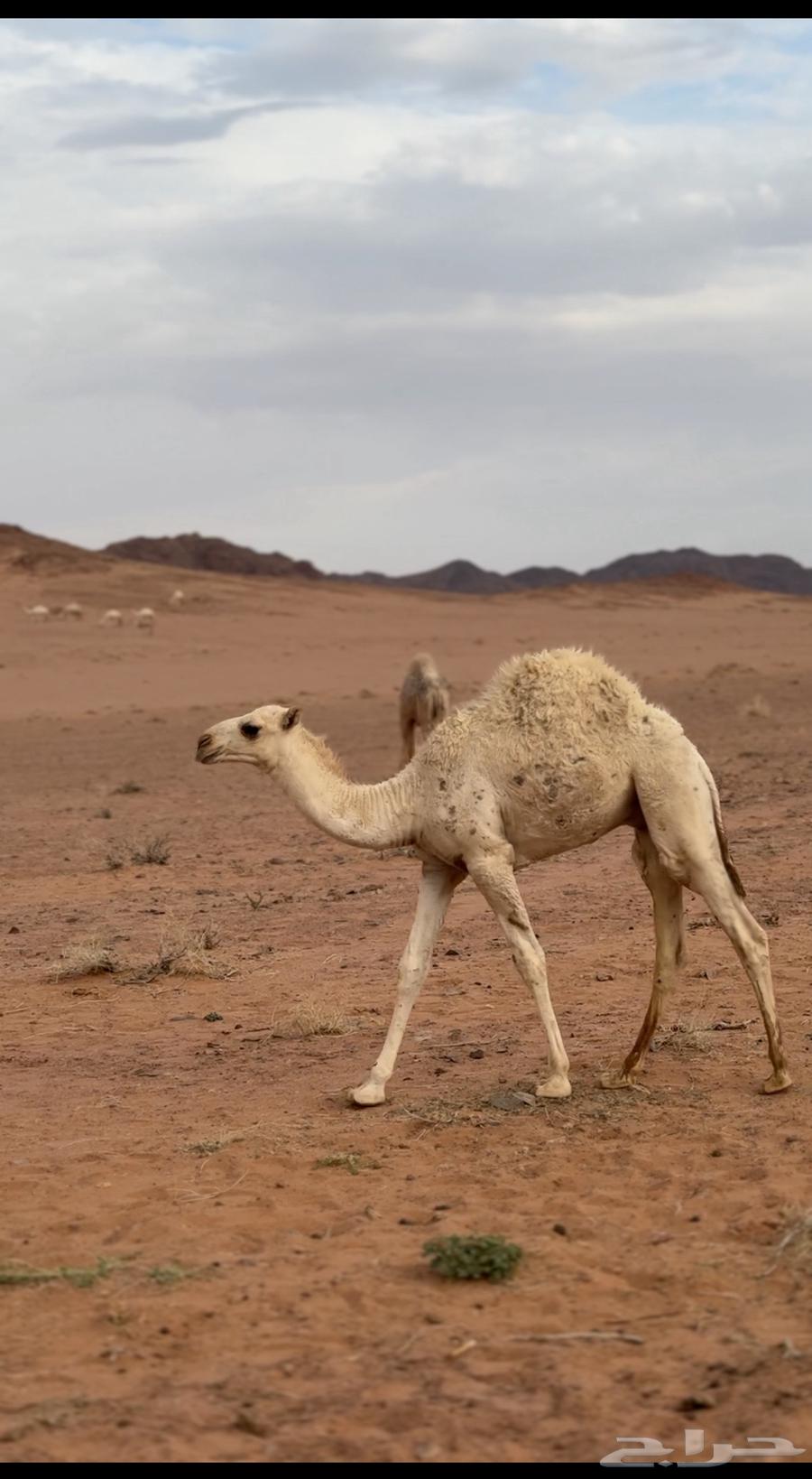 قعود للبيع64386221107843110