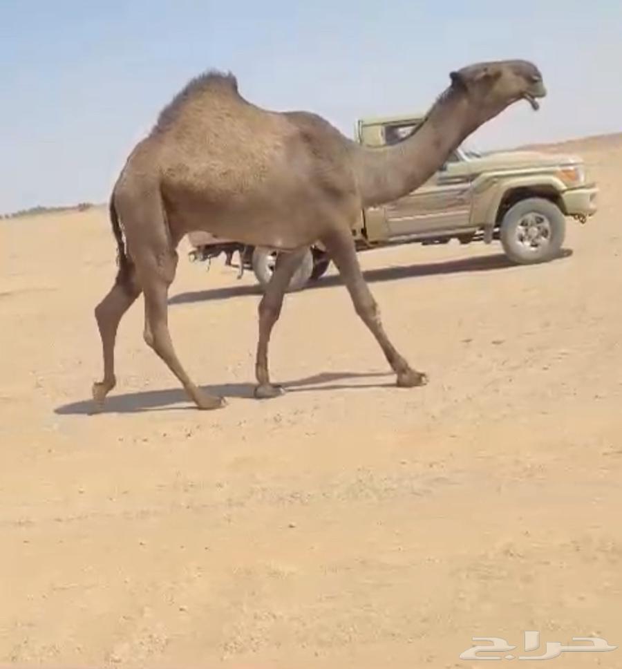 دبياني64390305426562110