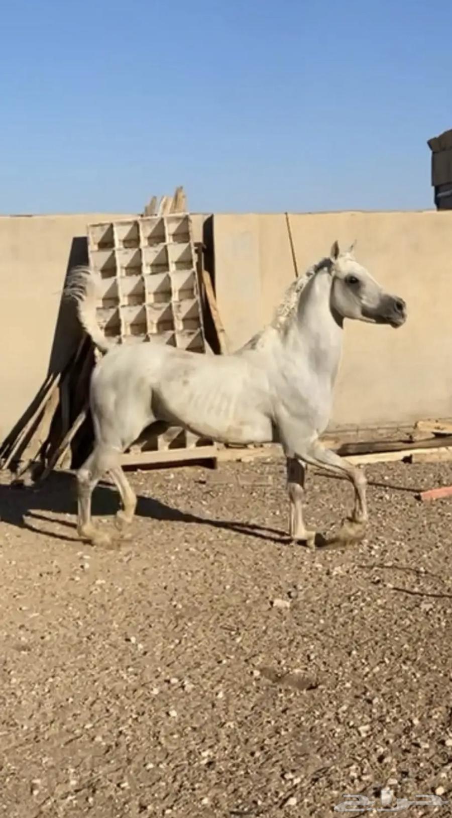 حصان شعبي64387257589634110