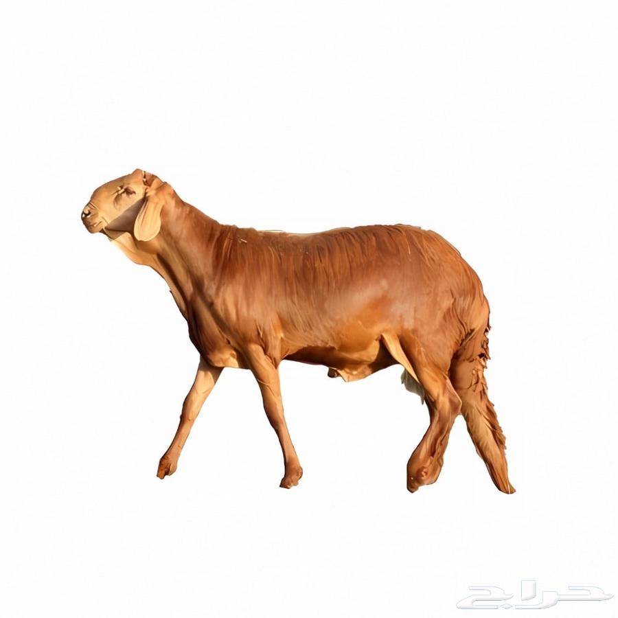 سواكني مرابي بالجمله64396034314625110