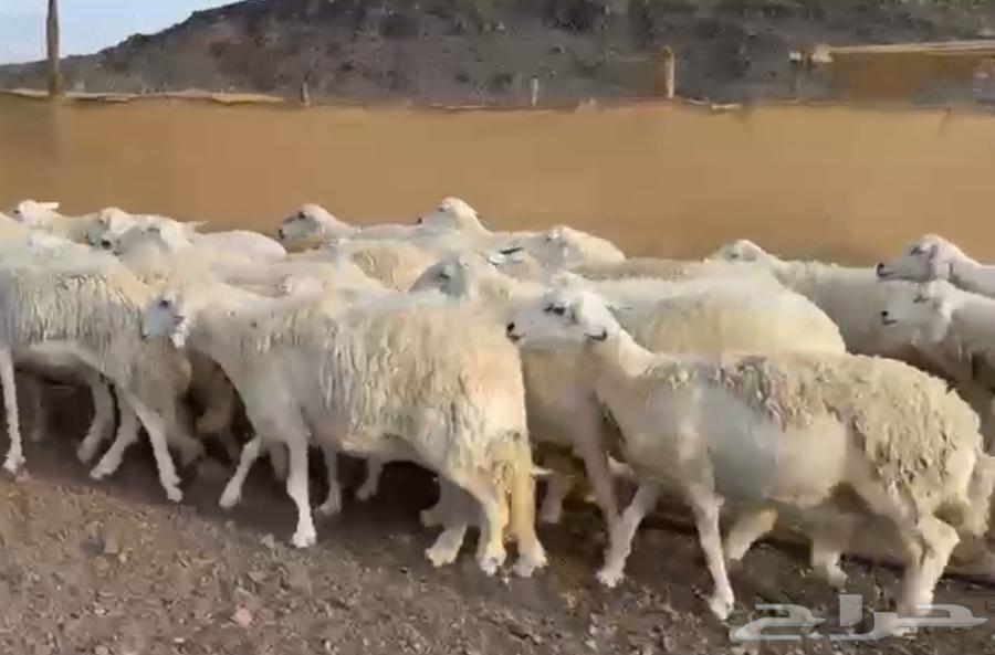 Luxurious and clean sheep64332109011459114