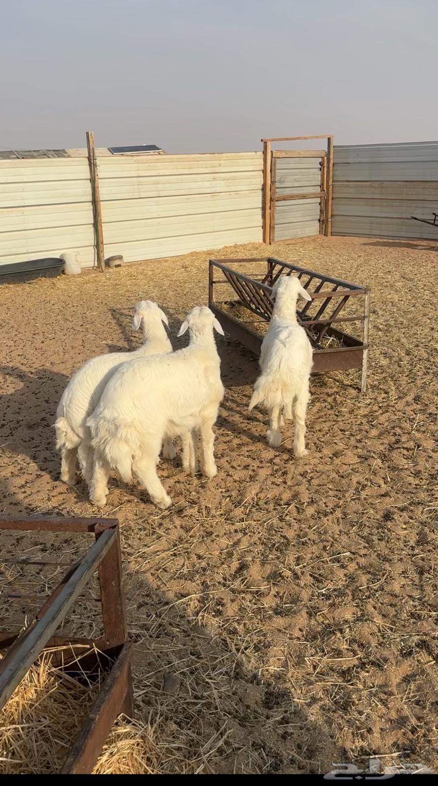 للبيع 3خرفان طيبه جدا سمان ونضيفه64398256673283111