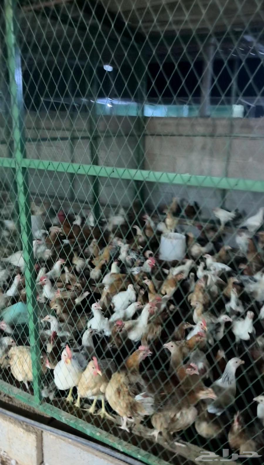 دجاج بلدي بشاير الاعمار من 3 اشهر الى 4 اشهر64397339643138112