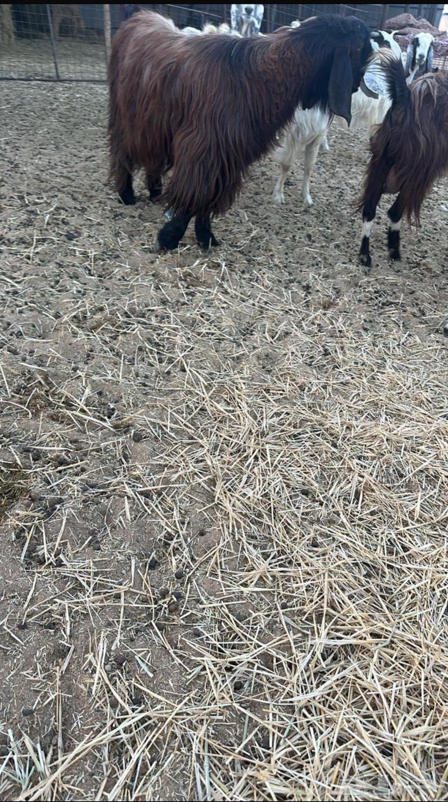 للبيع تيس قبرصي64400480418691111