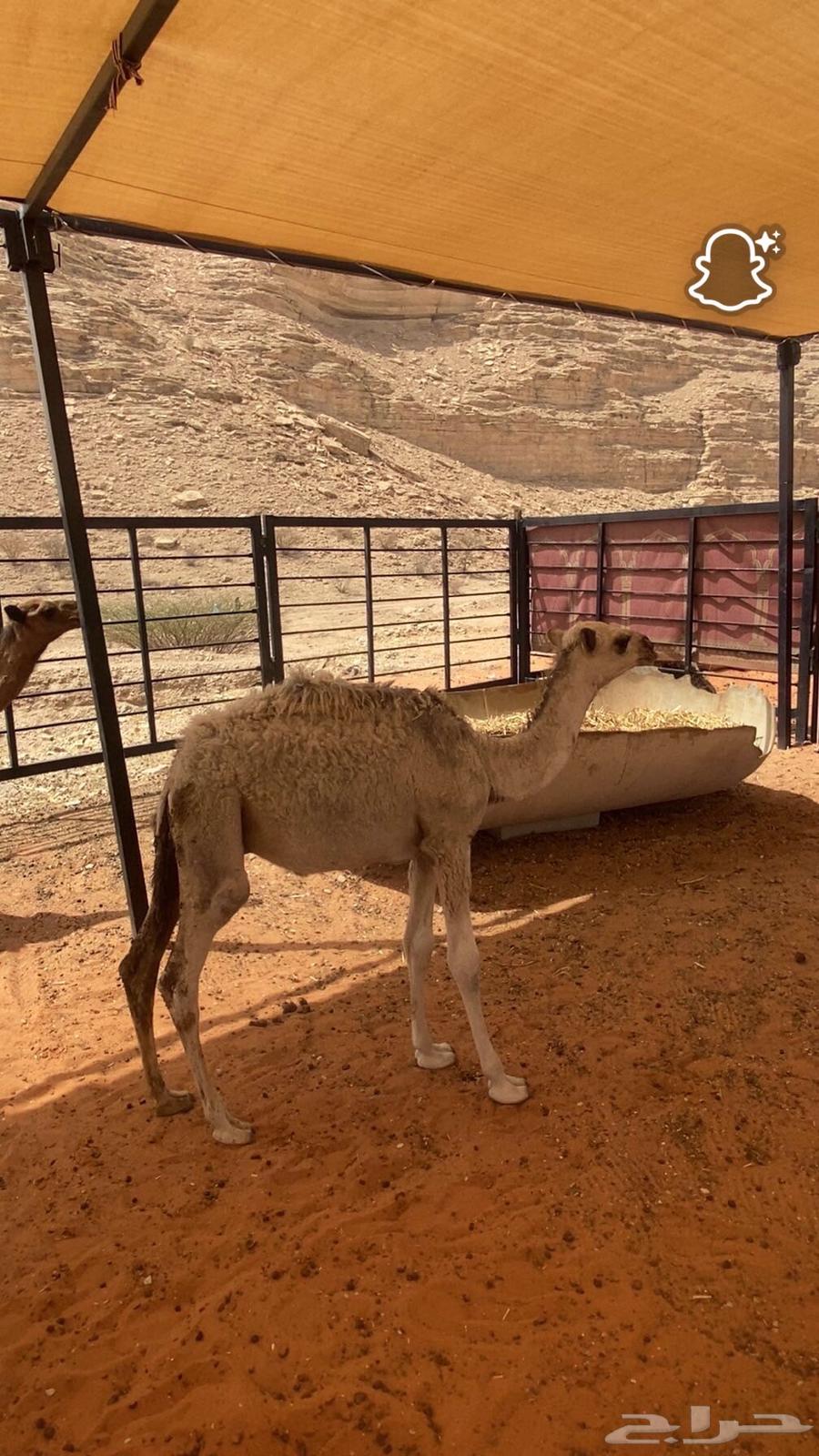 حشوان بريه طيبه للبيع64396658294531110