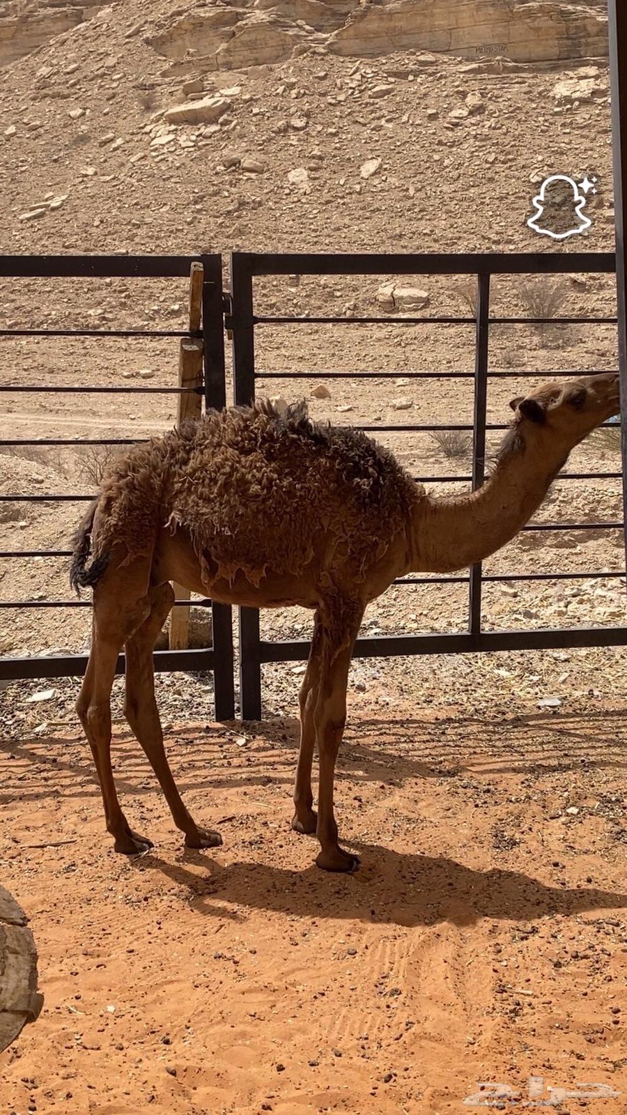 حشوان بريه طيبه للبيع64396658294531112