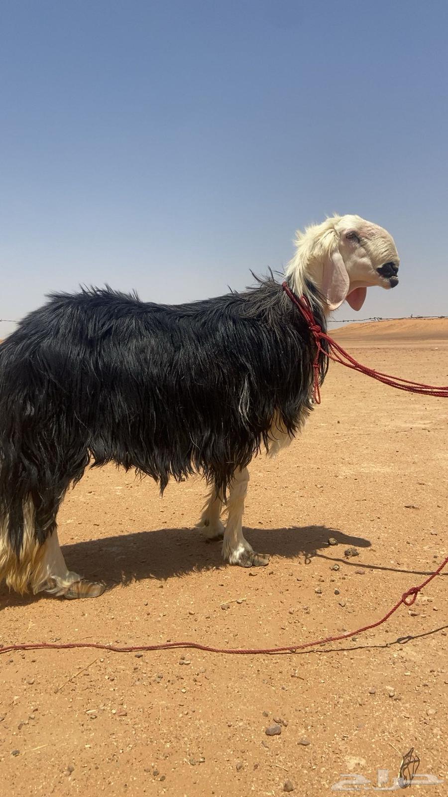 للبيع فحل نجدي مشروط سنه تام او سديس مشروط نسف قريع64393238565505111