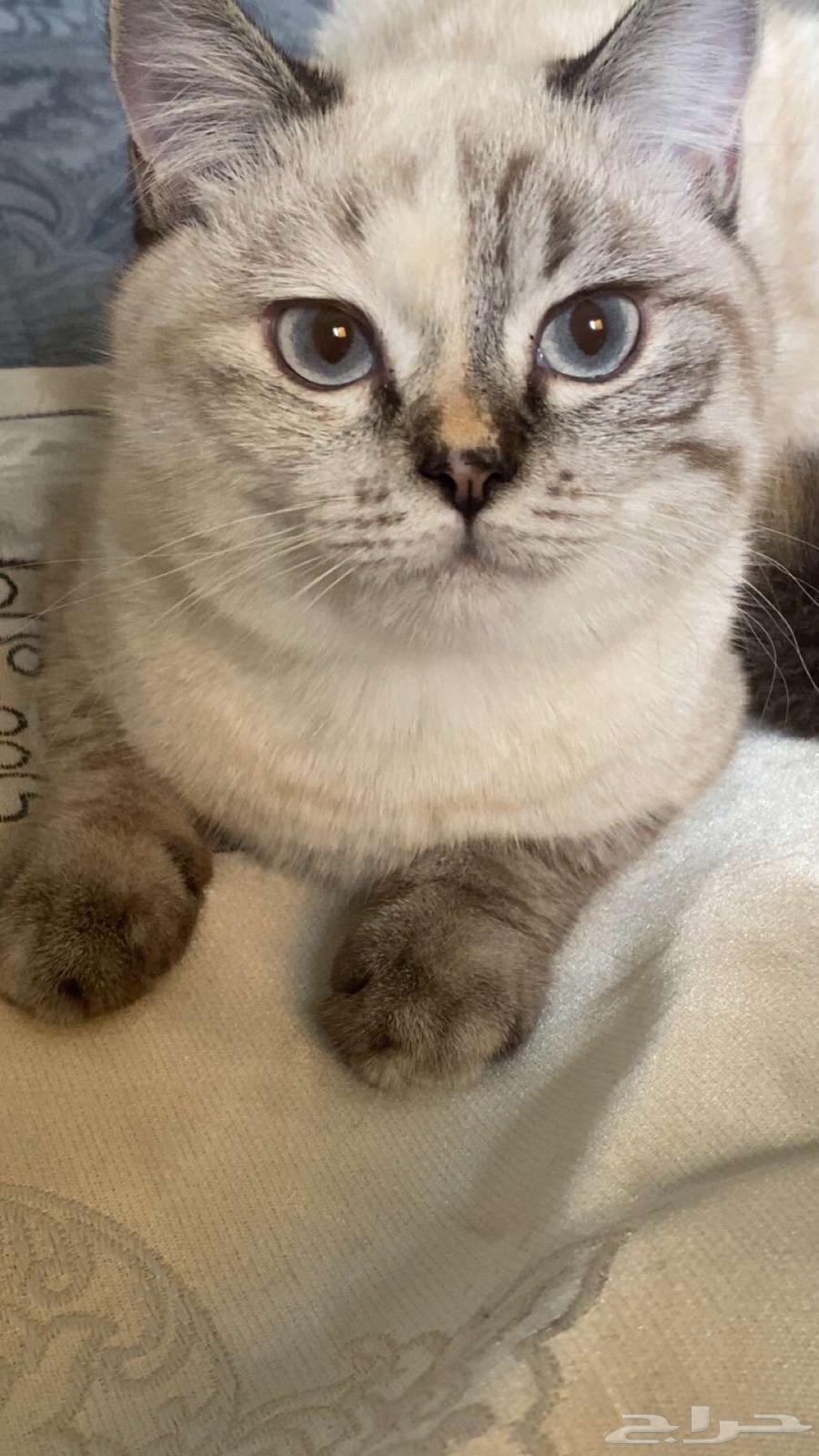 قطه للبيع64394290152577110