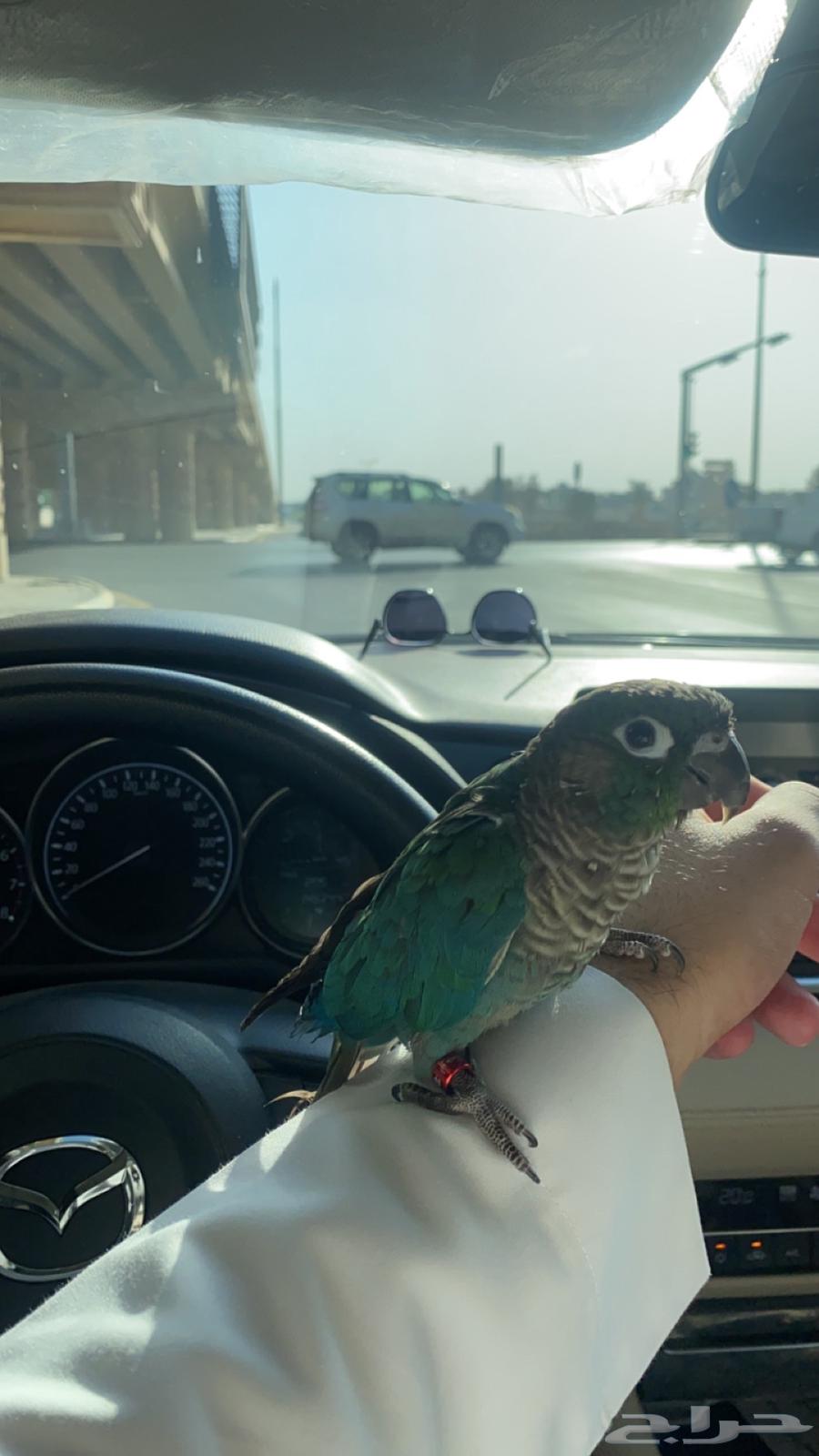 كنيور تركواز اليف متكلم64400425511425111