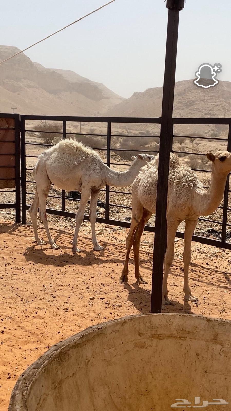 حشوان بريه طيبه للبيع64396658294531113