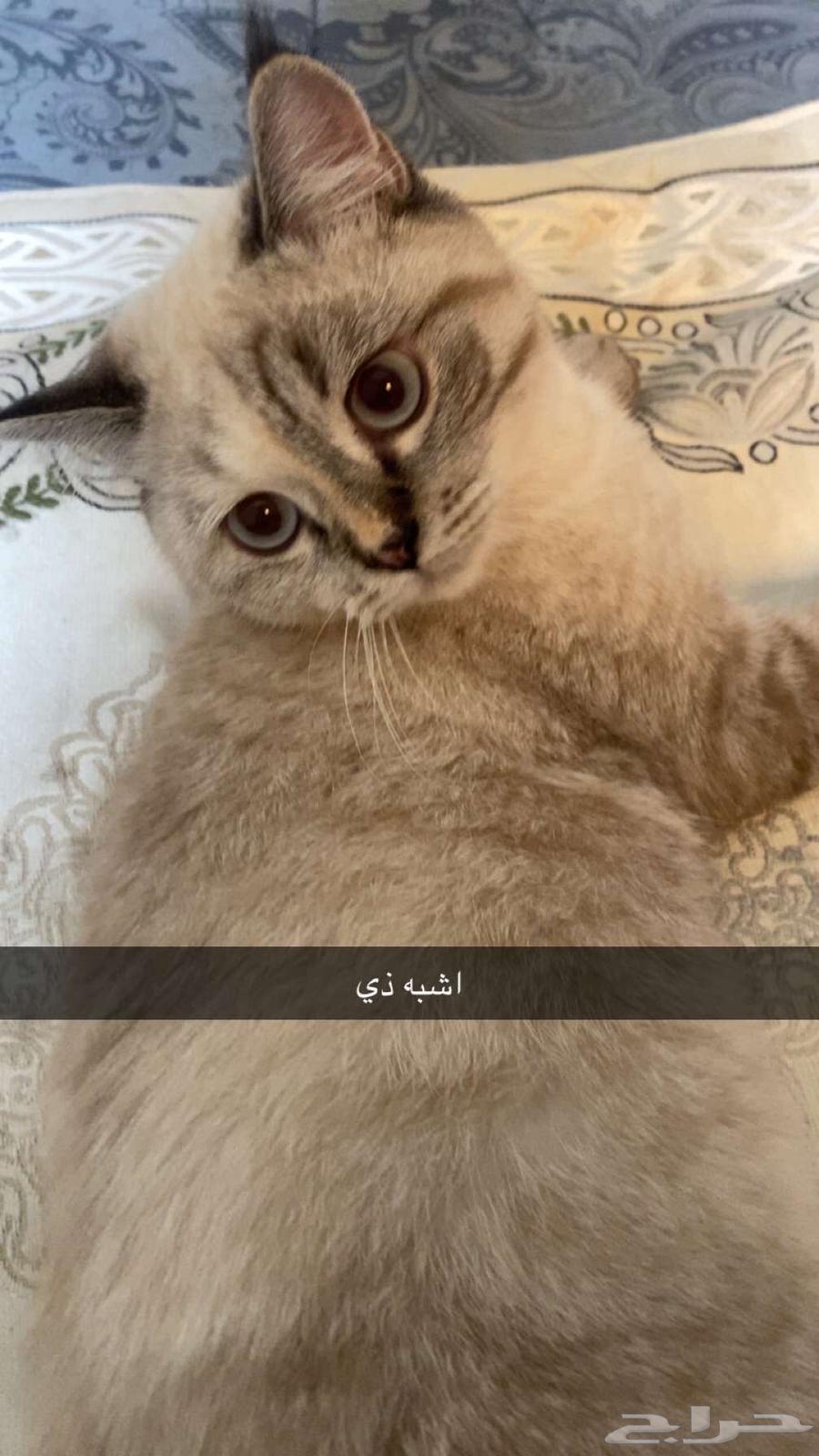 قطه للبيع64394290152577111