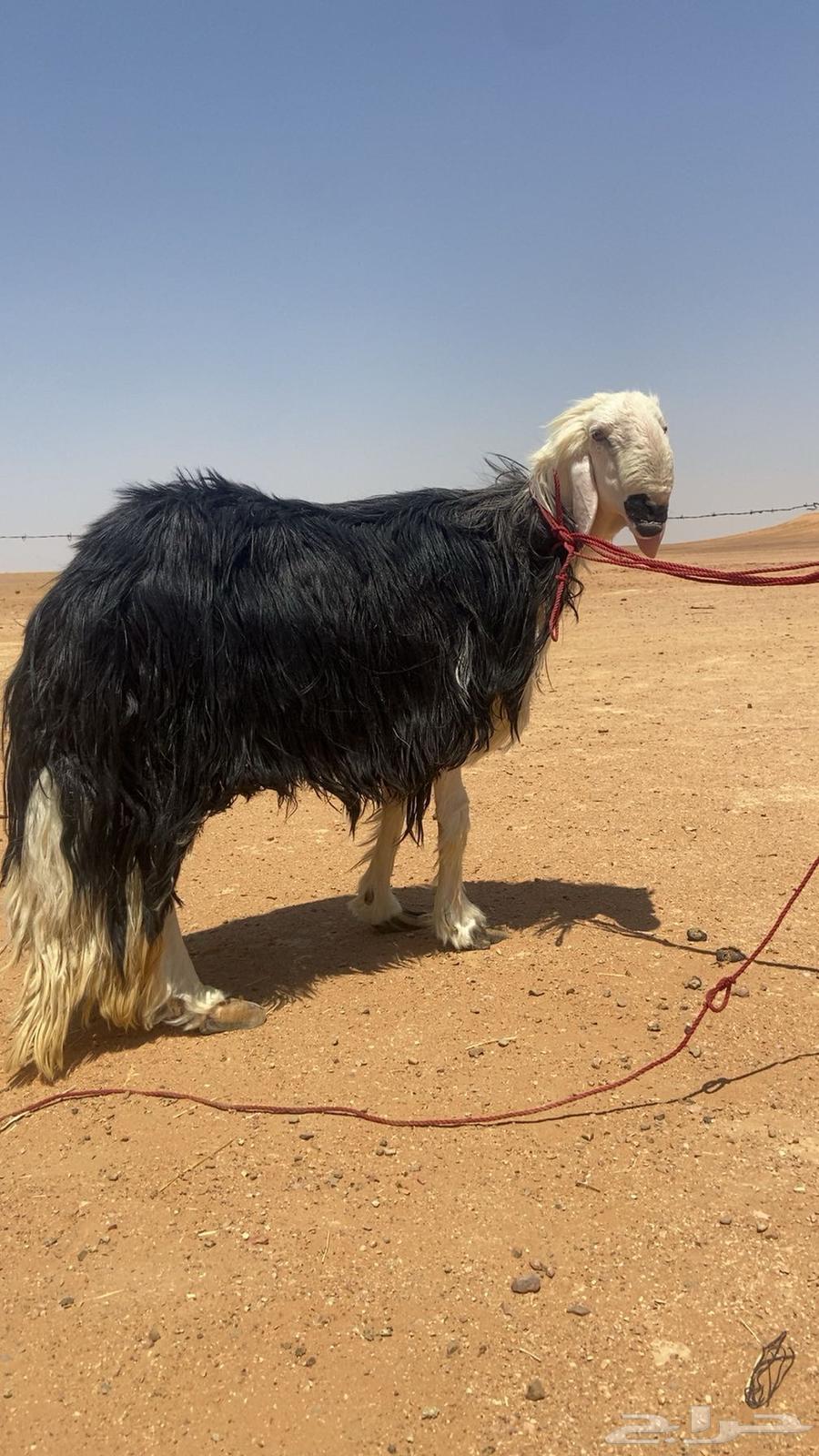 للبيع فحل نجدي مشروط سنه تام او سديس مشروط نسف قريع64393238565505110