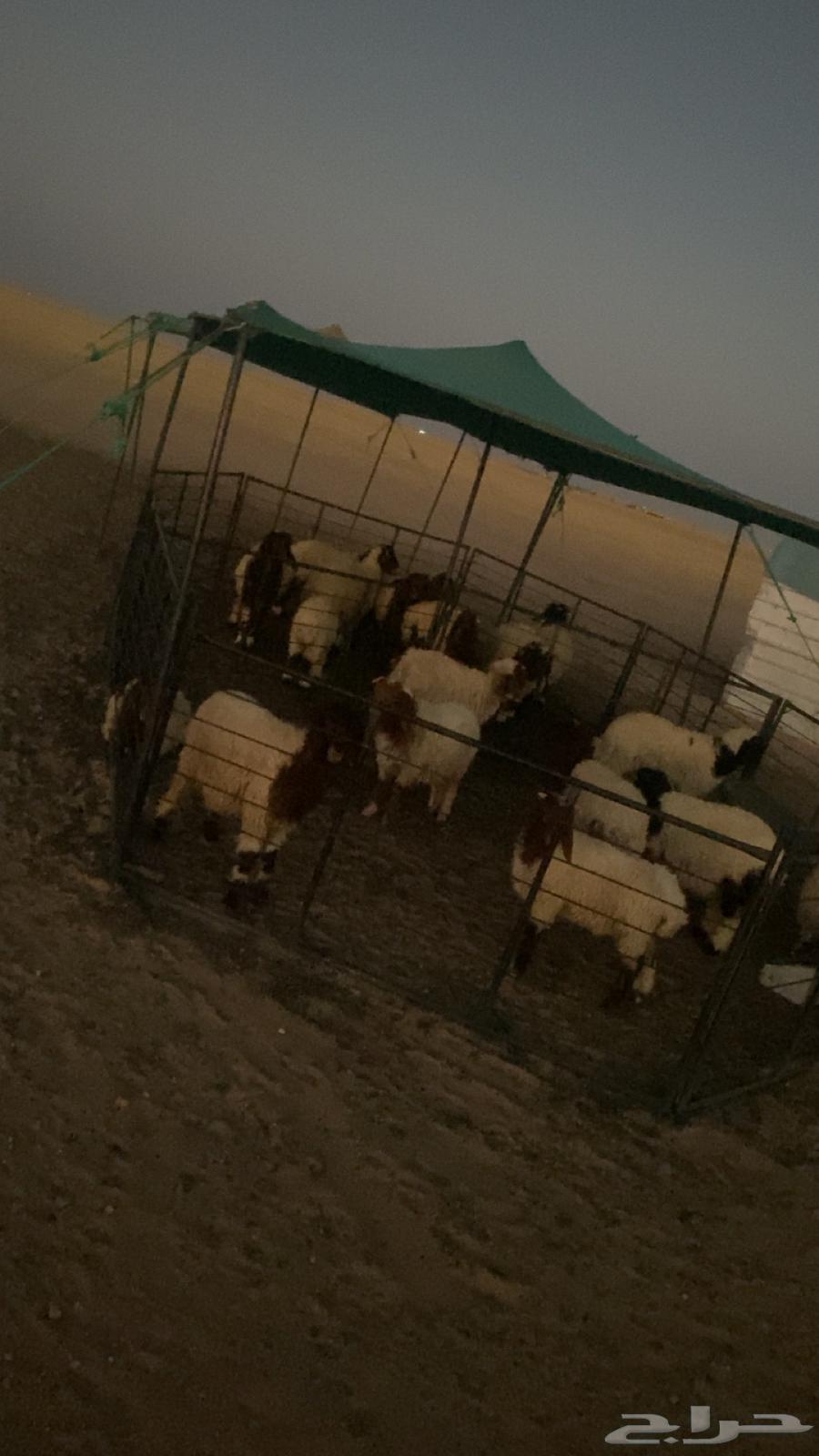 ذبايح هرافي فاخره لبانيه يتوفر تابي وتمارا64396074715395110