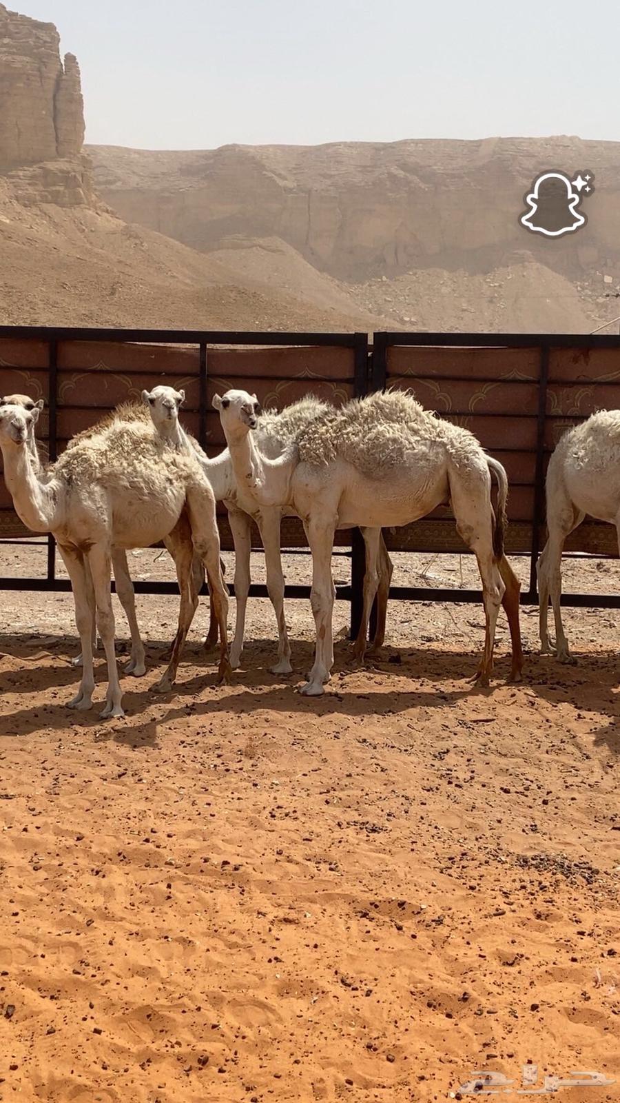 حشوان بريه طيبه للبيع64396658294531114