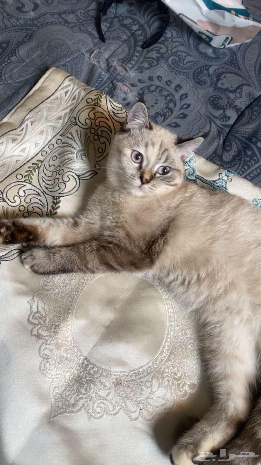 قطه للبيع64394290152577112