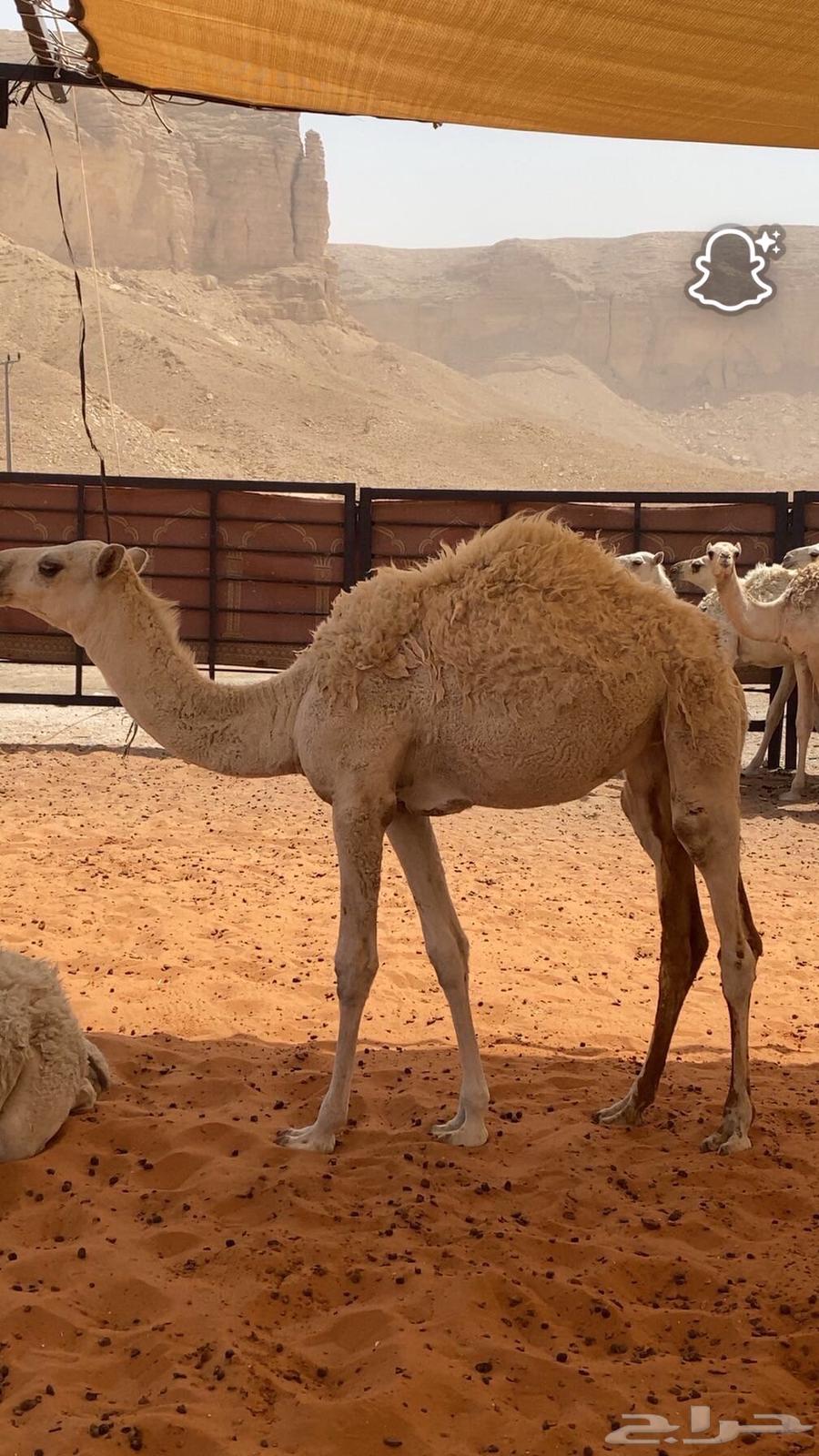 حشوان بريه طيبه للبيع64396658294531111