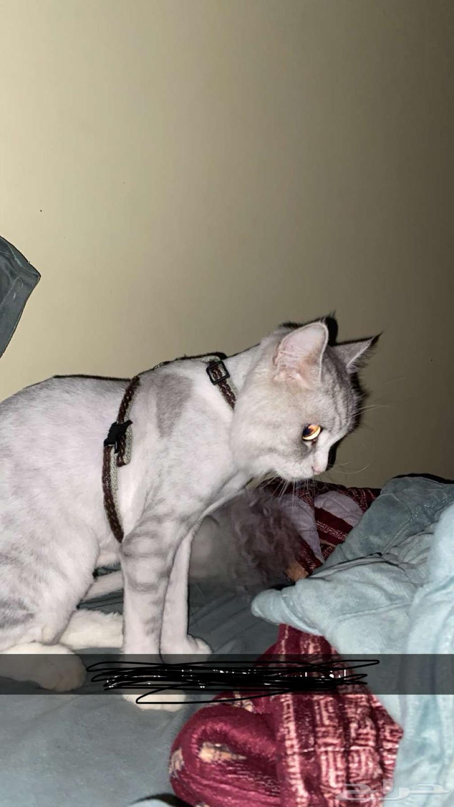 قط للبيع شيرازي64398658861186112