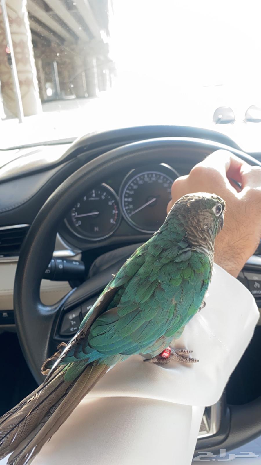 كنيور تركواز اليف متكلم64400425511425110