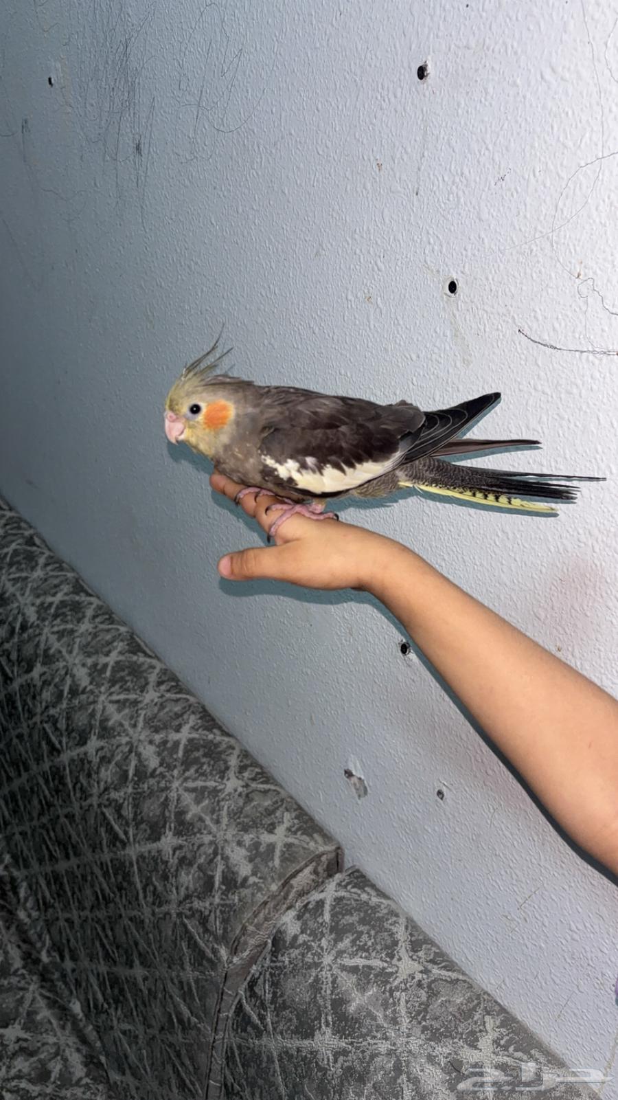 The hoopoe bird on sum64395545578499110