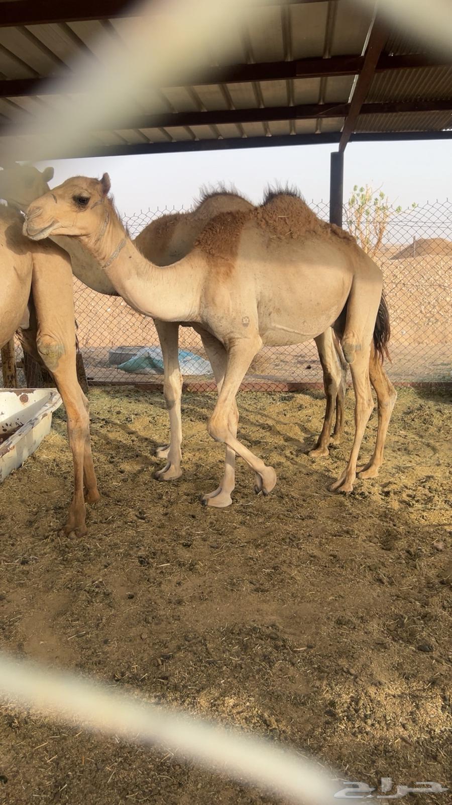 Qa3dan coastal areas Al-Murabi 3 months and a half64400772097922112