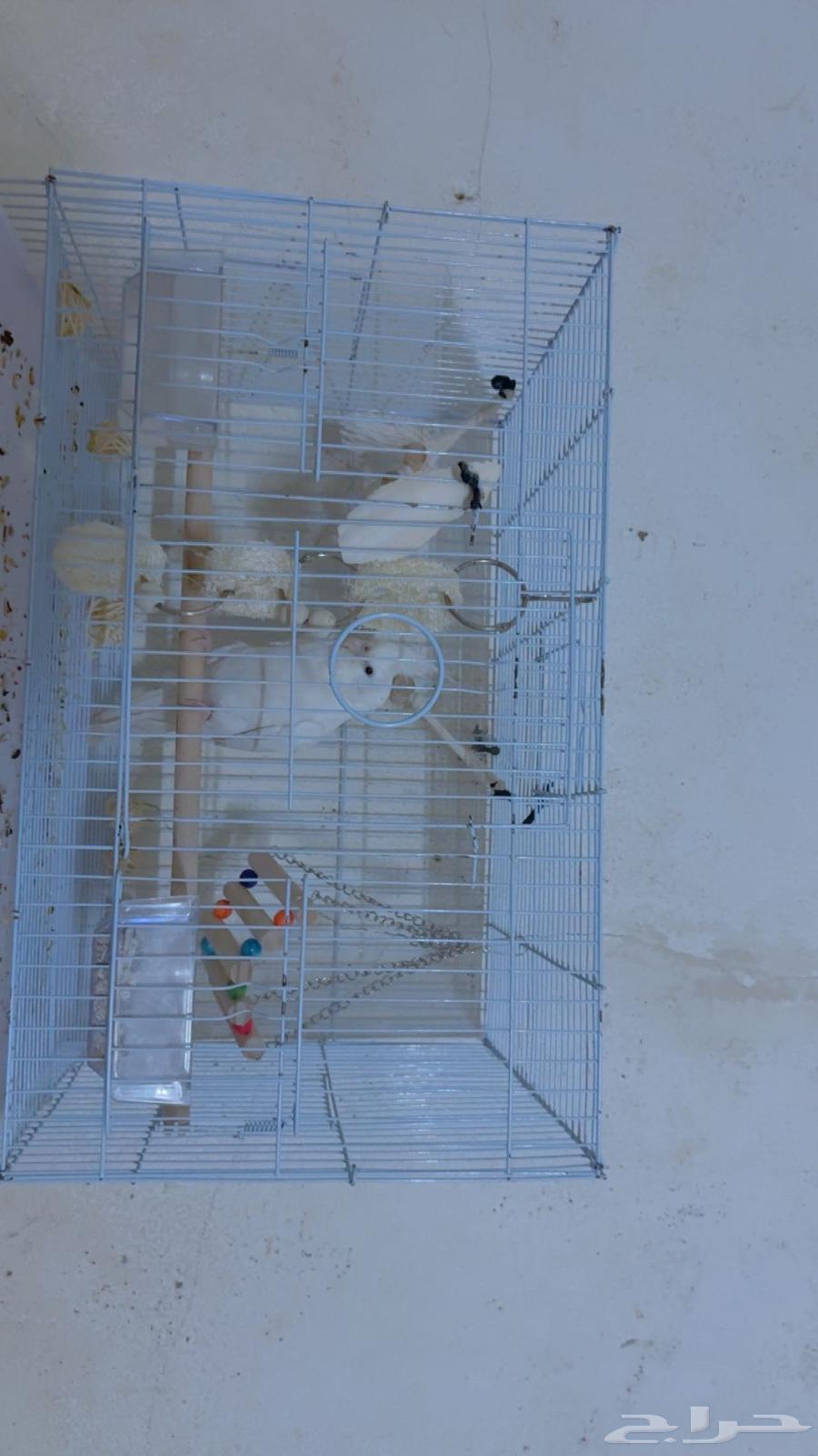 كروان اليف لبيع مع العبه وقفصه واكله64399577516547112
