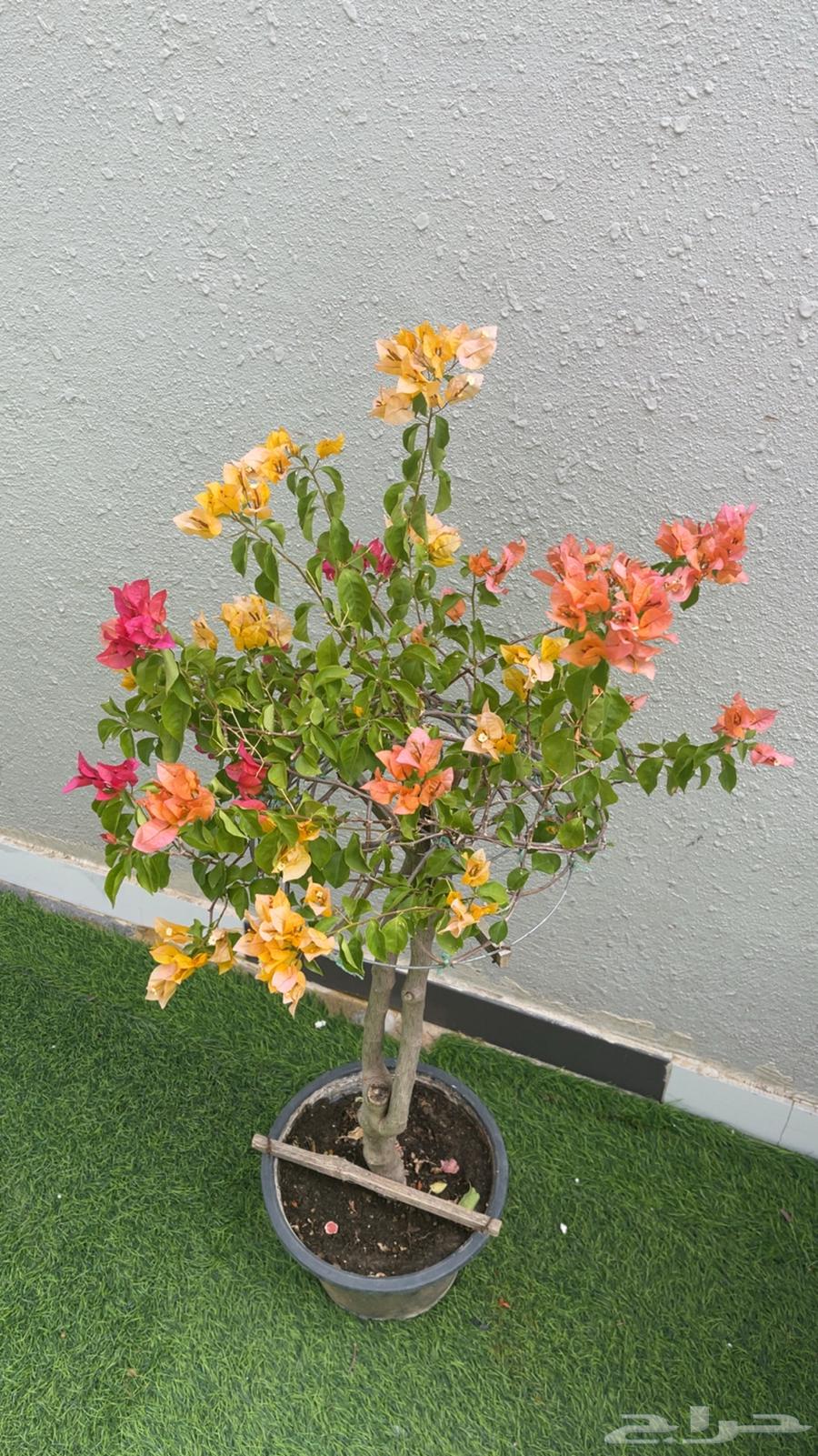 جهنميه مطعمه عدة ألوان64398520745474111