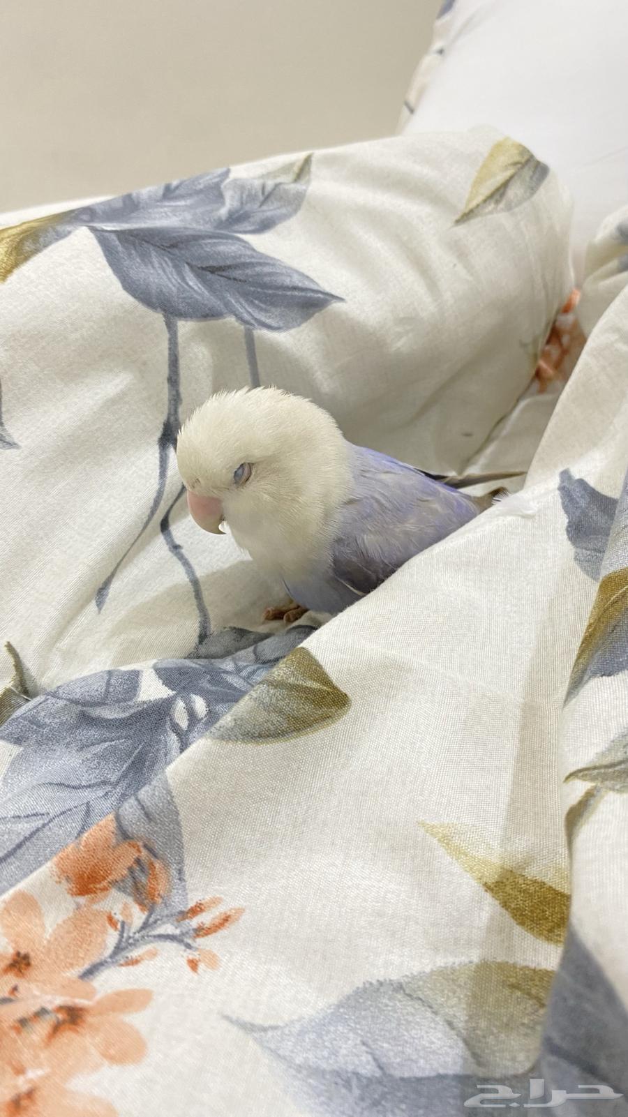 للبيع روز انثى64387299669890111