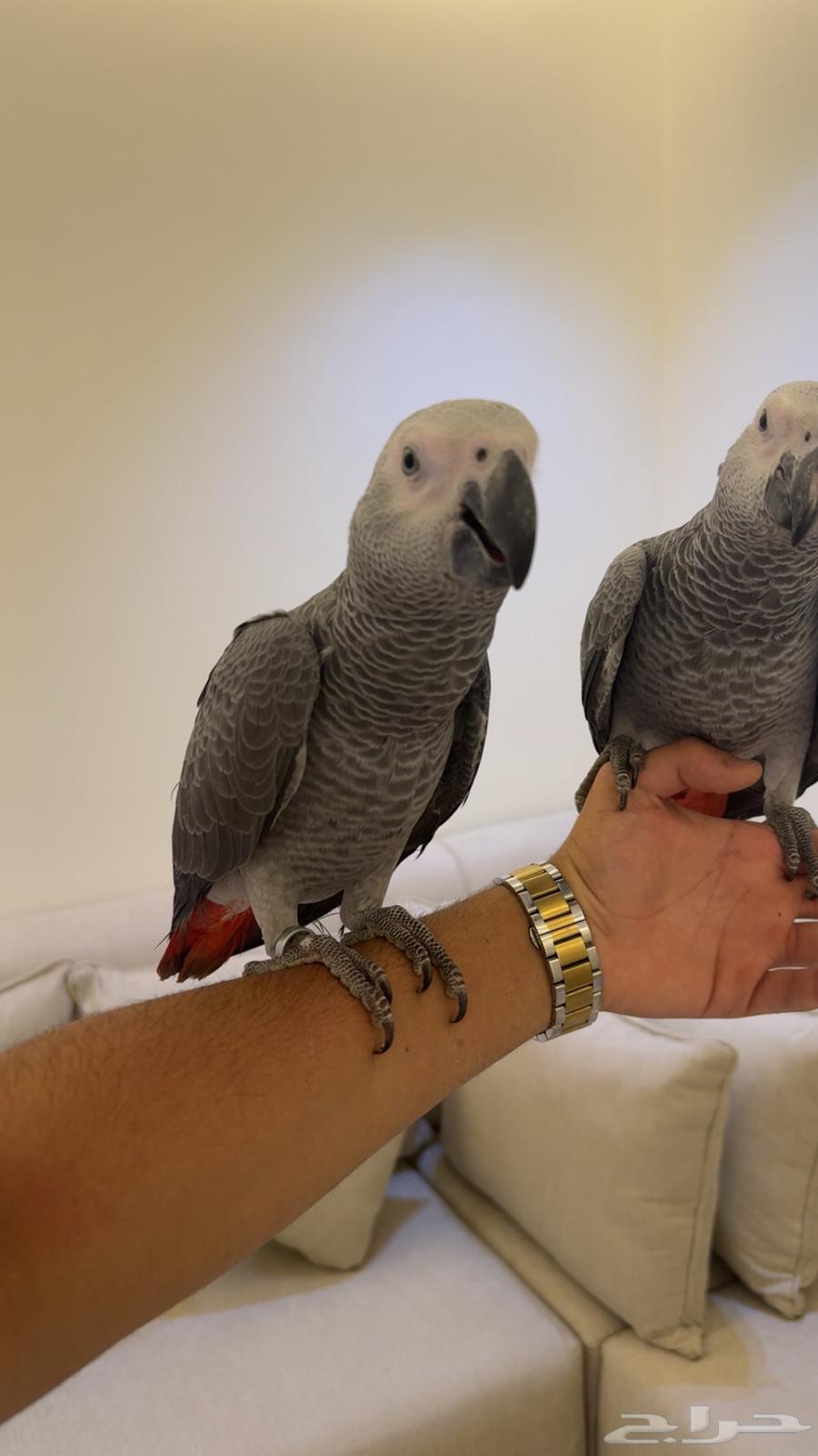 فروخ كاسكو قمه ف الولافه واحجام سوبر دبل جامبو64346547014529112