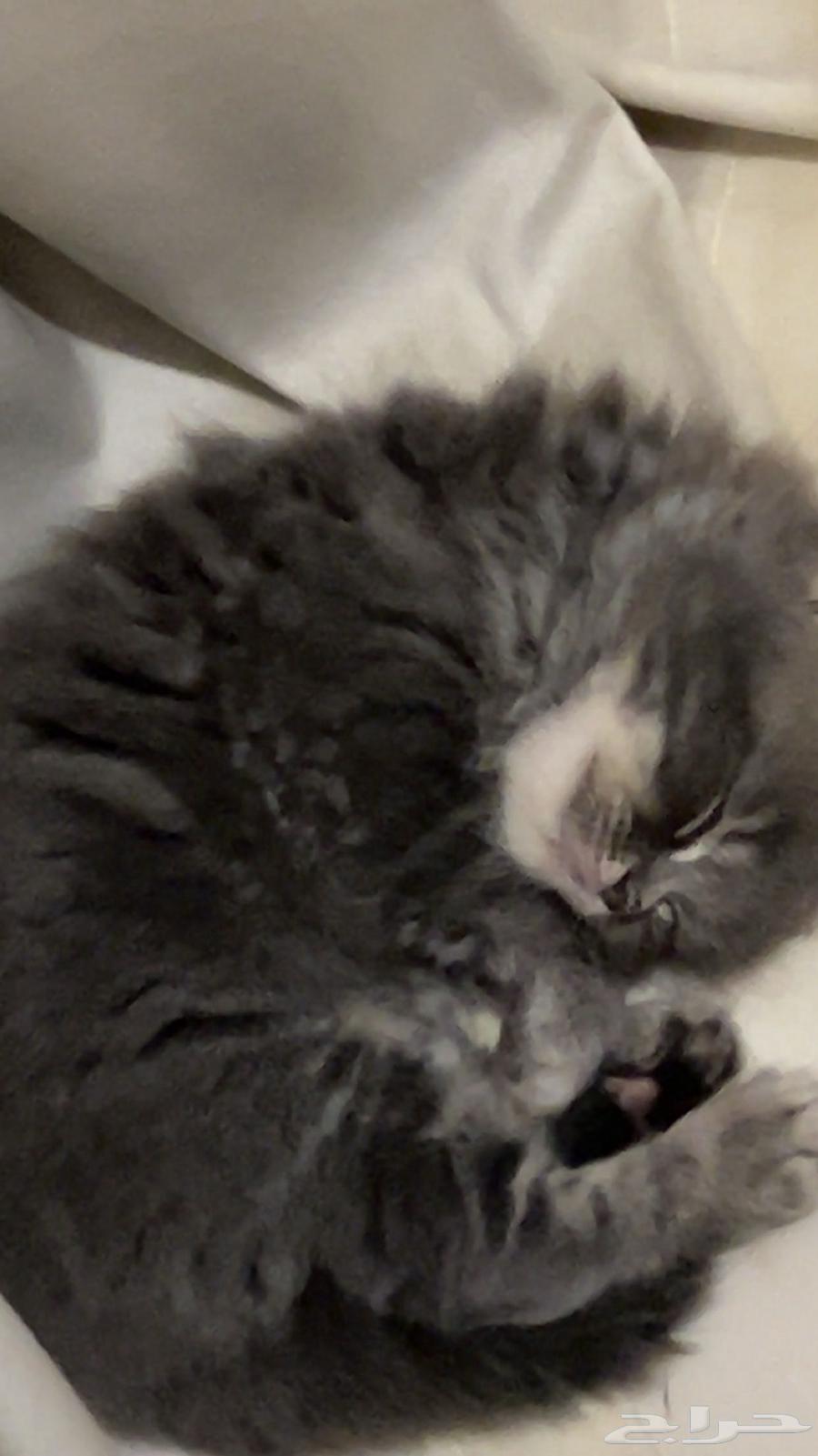 Cats64394053116418110