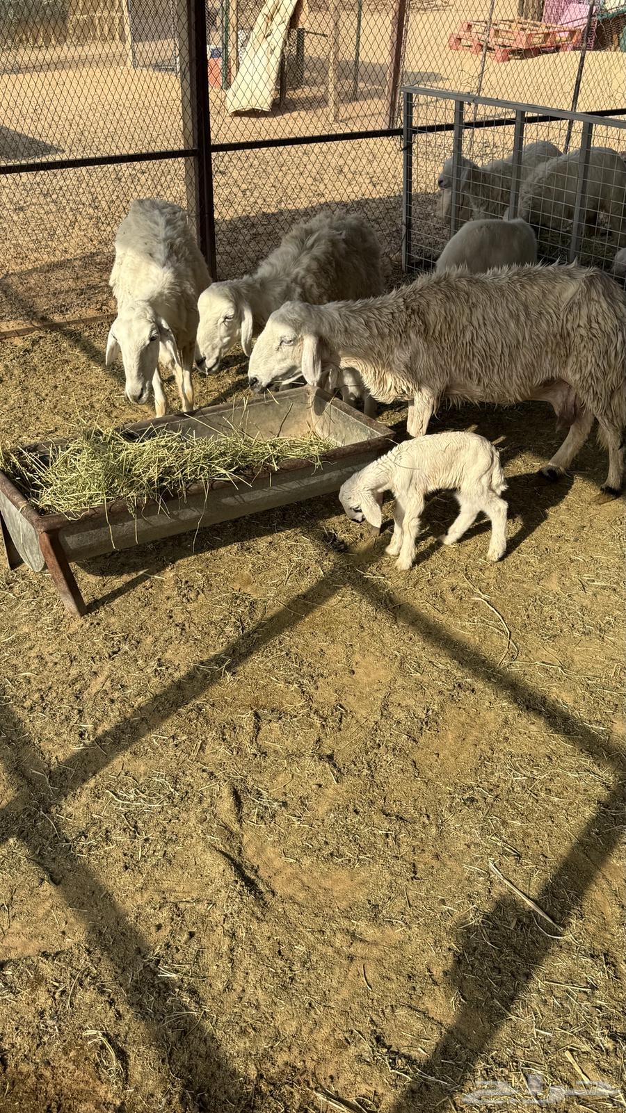 Three Matabi sheep64365732302850110