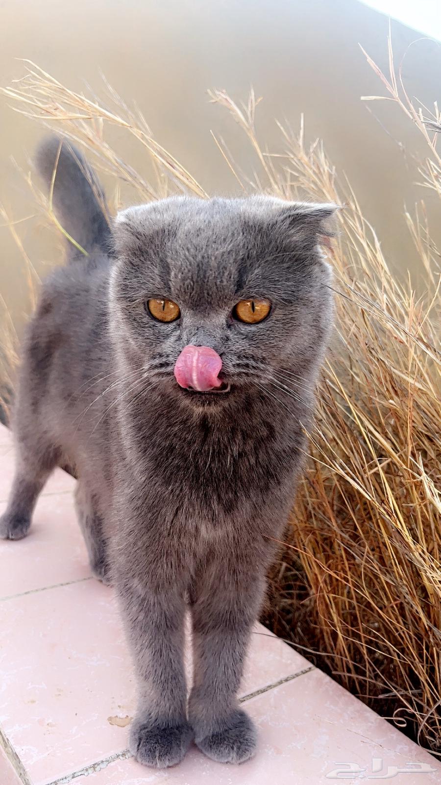 قطة للبيع64398828063491110