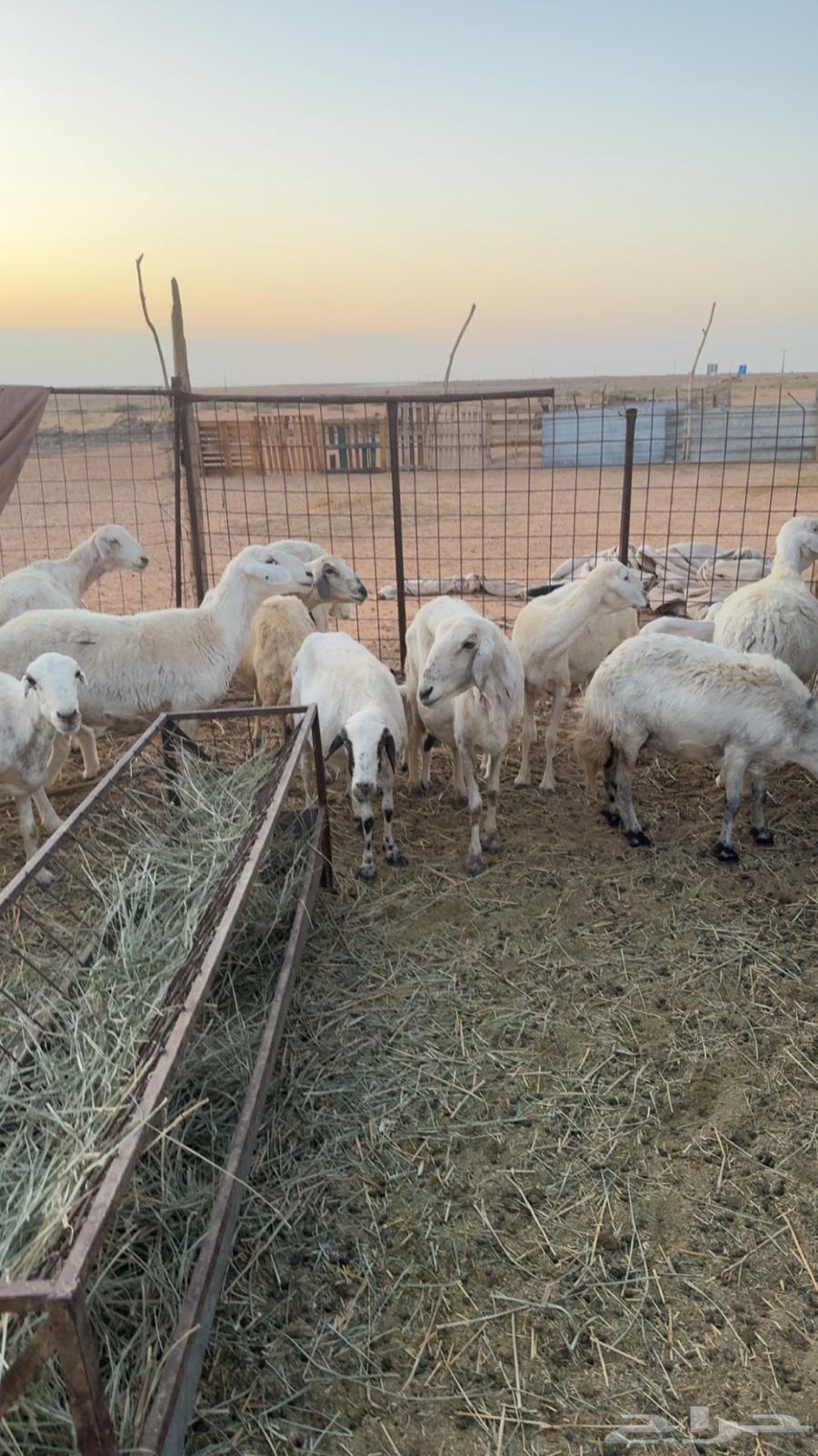 حريات للبيع64394979207426111