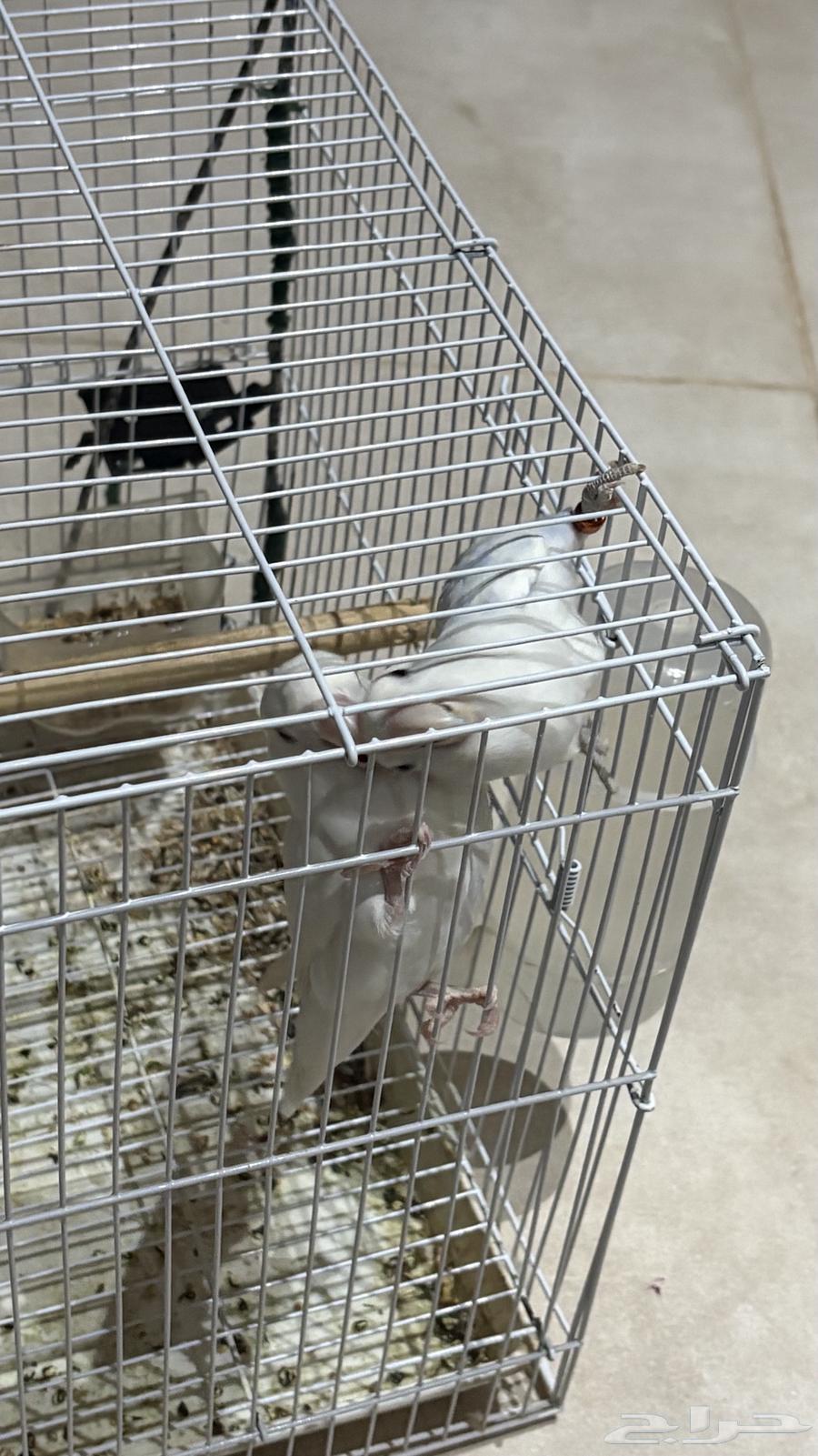 للبيع عصفور روز الواحد 20064392484318977111