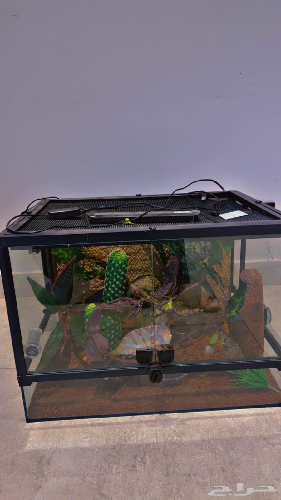 حرباء مميزة و نادره64398658834563113