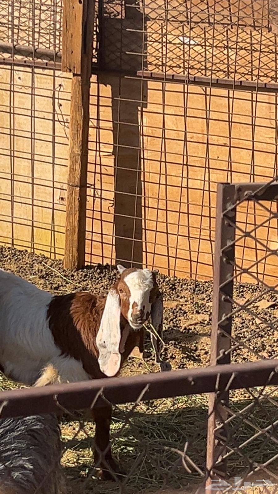 Project buck goat64372375144067111