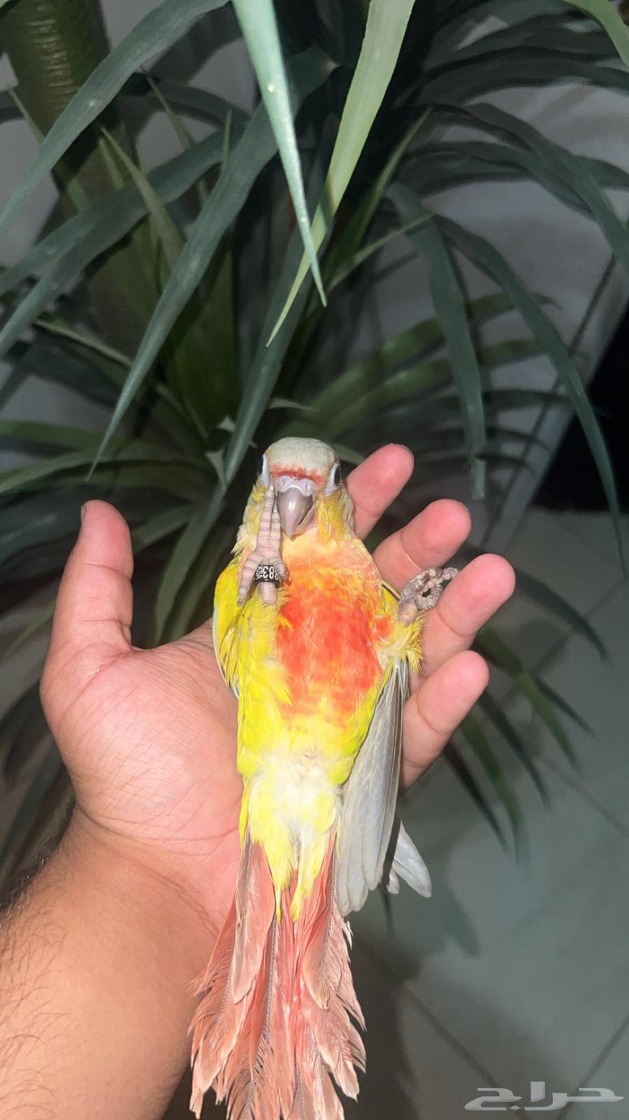 ببغاء كنيور امريكان دايلوت اليف وهدد64399521762818111