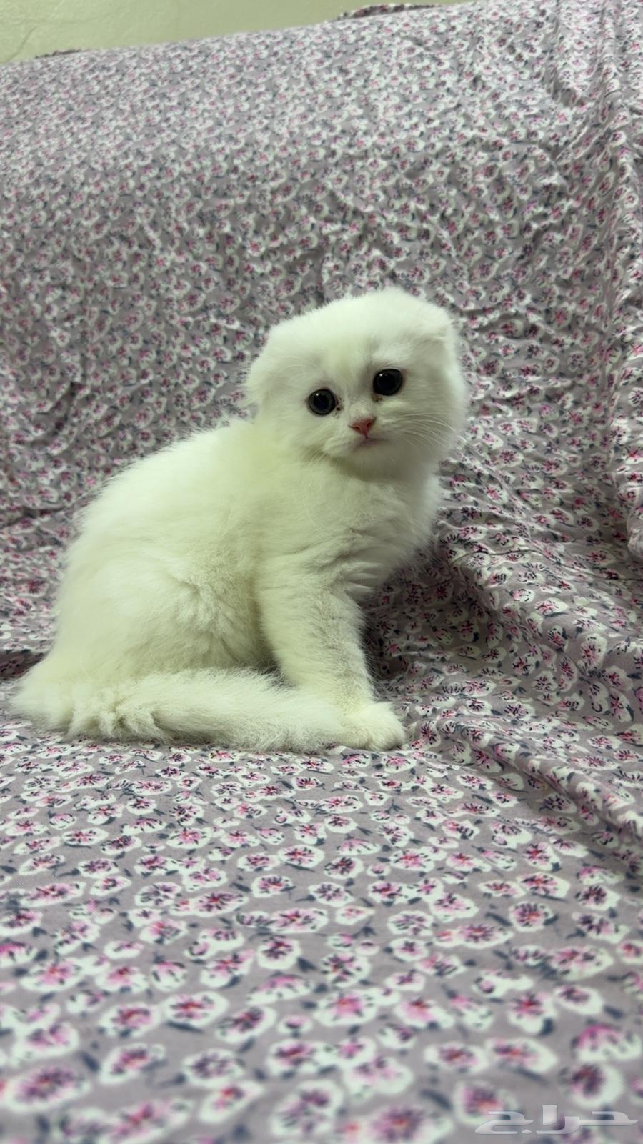 للبيع كيتن سكوتش فولد بيور السعر شامل الاغراض والتوصيل بجدة64380916187137113